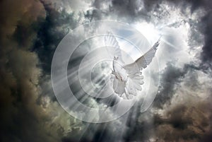 Flying white dove in front of stormy sky