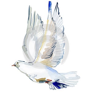 Flying white dove watercolor illustration. white pigeon isolated on white.