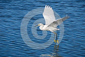 Flying White egret