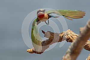 Flying White-fronted Bee-eater - Merops bullockoides  species of bee-eater widely distributed in sub-equatorial Africa, nest in