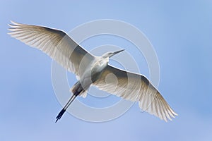 Flying white heron