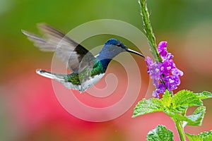 Flying White-necked jacobin