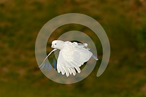 Flying white parrot. Solomons cockatoo, Cacatua ducorpsii, flying white exotic parrot, bird in the nature habitat, action scene fr photo