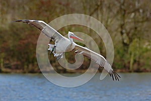 Flying White Pelican, Pelecanus erythrorhynchos, above the water