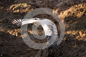 Flying white scavenger vulture