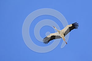 flying white stork andalusia, spain