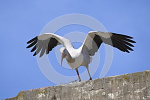 flying white stork andalusia, spain