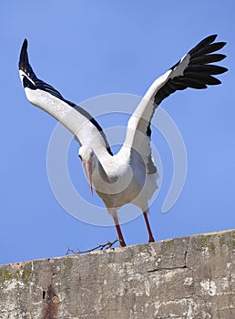 flying white stork andalusia, spain