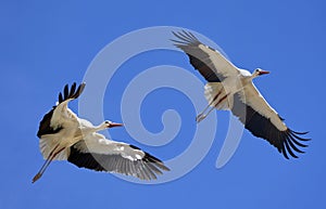 flying white stork andalusia, spain