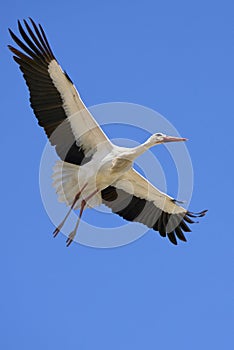 flying white stork andalusia, spain