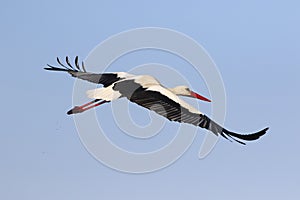 Flying white stork