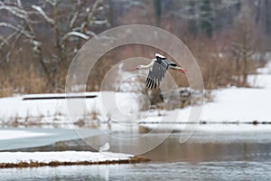 Flying white stork ciconia ciconia in winter landscape with trees