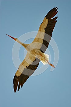 Flying white stork and cloudless bluesky fliegender WeiÃŸstorch und wolkenloser Himmel Ciconia ciconia