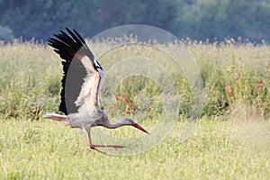 Flying white stork on the grass in field