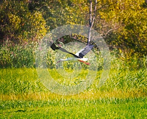 Flying White Stork
