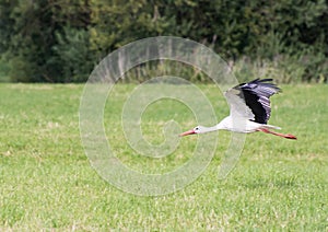Flying White Stork