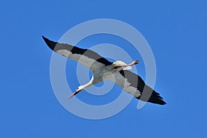 Flying white stork under a clear blue sky