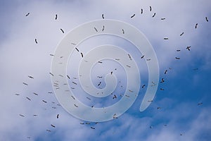 Flying White Storks. A Flock Of Flying Stork Ciconia Ciconia Against The Background Of A Cloudy Sky.Scene From The Wild Nature