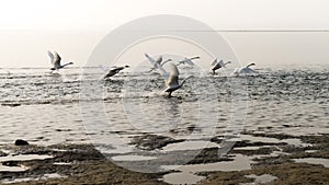 Flying white swans open wings