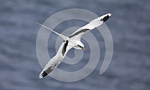 Flying White-tailed tropicbird Phaethon lepturus