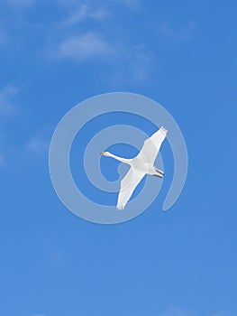 Flying White Whooper Swan spread wings in clear blue sky