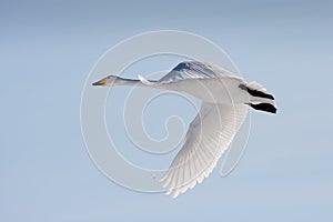 Flying whooper swan photo