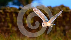 Flying Wild Barn Owl