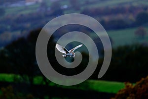 Flying Wild Barn Owl