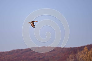 Flying wild duck against a blurry clear sky