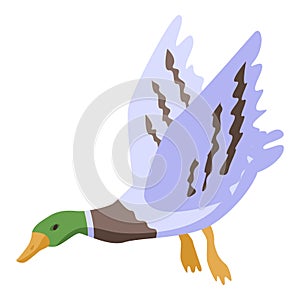 Flying wild duck icon, isometric style