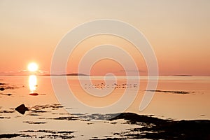 flying wild ducks over the water at dawn