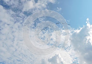 Flying wild goose , Lithuania