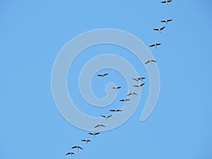 Flying wild goose , Lithuania