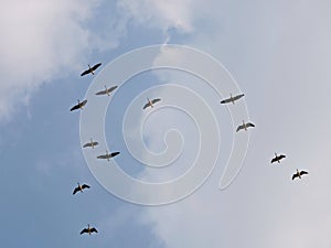 Flying wild goose , Lithuania