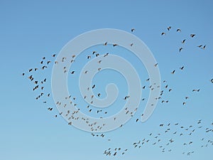 Flying wild goose , Lithuania