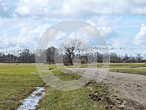 Flying wild goose , Lithuania