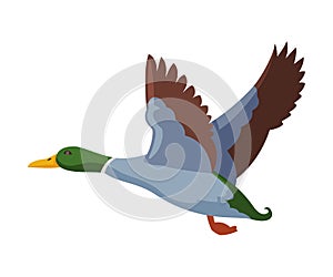 Flying Wild Mallard Duck Flat Style Vector Illustration