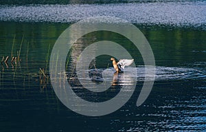 Flying wild Mallard duck landing on a calm lake water