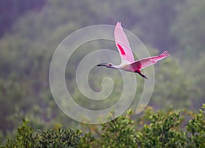 Flying with wings up, a roseate spoonbill in morning fog