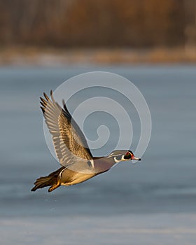 Flying Wood Duck