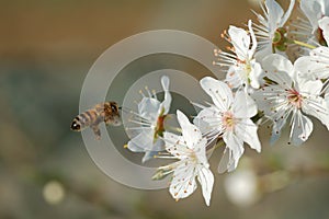 Flying worker bee