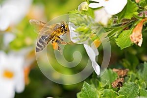 Flying worker honey bee with bee pollen on honeybeeâ€™s leg feed