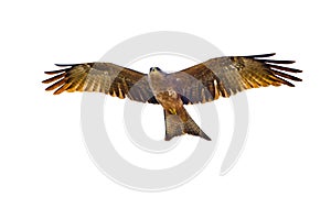 Flying Yellow-billed kite