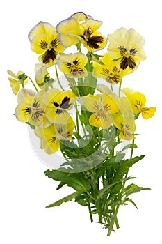 Flying yellow June pansies