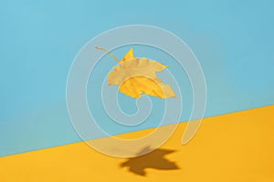 Flying yellow maple leaf on blue and orange background