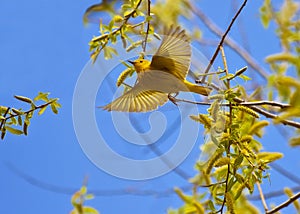 Flying Yellow Warbler