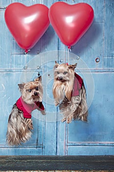 Flying Yorkshire Terrier dogs