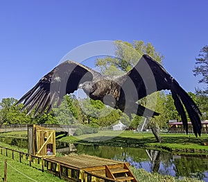 Flying young Andean condor / Vultur gryphus in Warwick, UK