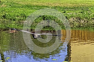 Flying young Andean condor / Vultur gryphus in Warwick, UK