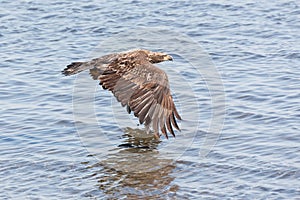 Flying young bald eagle
